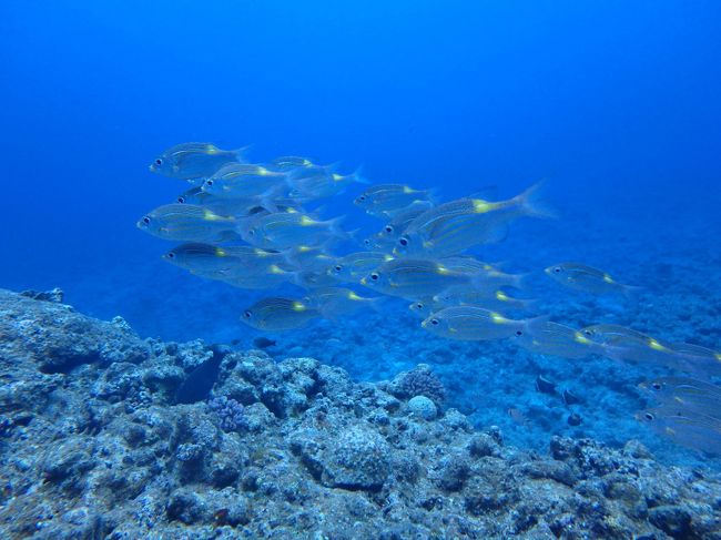ノコギリダイの群れ