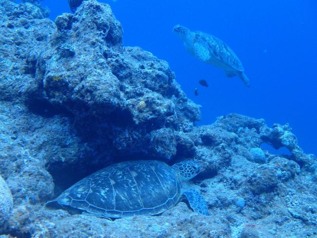 ウミガメがたくさんいた。<br />合計5匹は見たかも。