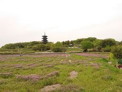 備中国分寺はこの時蓮華草シーズン&#128160;
シンボル五重塔と蓮華草は絵になります&#128077;