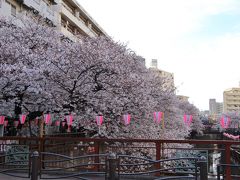 06：20頃に中目黒駅南側から目黒川の桜並木のお花見スタート