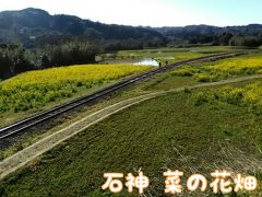 道路から見下ろしてみると、
一部分しか 菜の花が咲いておらず、残念な光景に。
ちなみに、２年前の ２０１７年の春に訪れた際は、こんな感じでした。↓↓