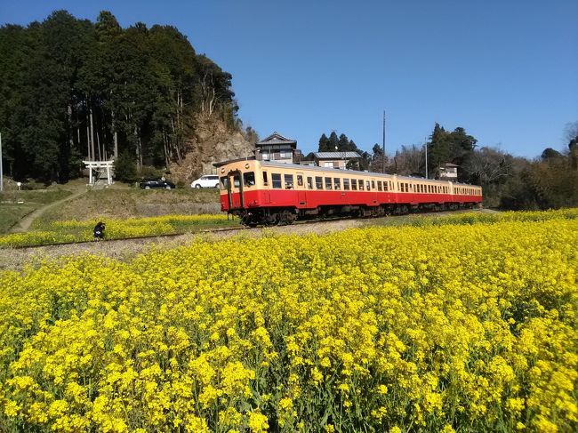 春本番 桜と菜の花を求めて 千葉のローカル鉄道 沿線歩き旅 後編 市原 千葉県 の旅行記 ブログ By うっちゃんさん フォートラベル