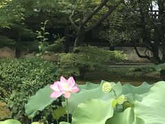 そして順番を間違えたのですが、広隆寺へ。本当は車折神社→広隆寺→蚕ノ社の順番が効率いいです。蓮の花がまだ咲いていました。

ここはとにかく重文やら国宝がたくさん。弥勒菩薩様はすごくすごく美しかったので、とにかく見た方がいいです。私は千手観音様もいいなあと思いました。知識と語彙力がないのが悔やまれますが、霊宝殿は一度行ってみてください。ちなみにこちらの広隆寺も起源がとても古く、判明していないお寺です。太秦は豪族が多かったから、古くから栄えていたのでしょうか。

暑い暑い夏でしたが、苔むす山の中の大原で涼み、平成最後の秋の始まりを古い歴史を持つ寺社仏閣を回りながら過ごすことができた旅でした。