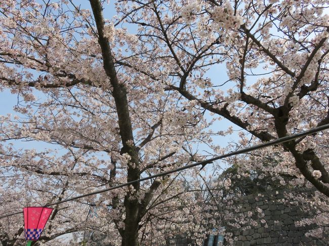 大阪城西の丸庭園の桜を眺める 大阪城 京橋 大阪 の旅行記 ブログ By 酒飲む旅人さん フォートラベル