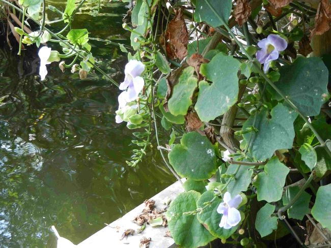 この場所は食事に行くときなどに通り抜けただけだったので、じっくり見たことがなかったところです。