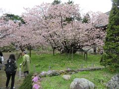 光善寺の境内には、松前で最も多い品種「南殿」の親木「血脈桜」があります。
江戸時代に本州から持ち込まれたそうです。