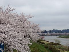 桧木内川堤の桜並木