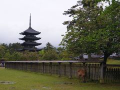 お部屋に入れるのは15：30からなので、荷物を預かってもらって、お近くの興福寺あたりへ。
五重塔が見えてきた。
あっ！鹿ちゃん発見！