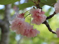 国営武蔵丘陵森林公園は、東京ドームの約65倍の広さがあります。
とっても広いので計画的に巡ります。
桜（花木園）は、染井吉野を中心に約400本の桜が植えられています。染井吉野は葉桜で、奥の方に数本里桜が咲いていました。