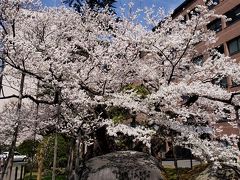 盛岡地方裁判所前にある石割桜
名前の通り石を割って桜がニョキニョキと…
ここも一度来たことがありますが、今回はちょうど満開の時期
結構観光客もいます
ボランティアガイドさん（？）のお話によると、昔はもっとピンクの色味が濃かったそうです
人間と同じで、樹齢を重ねるほど色が薄くなってるんだって
へぇ～
