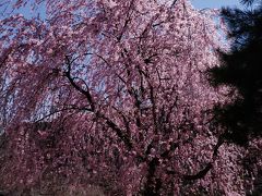 石割桜から徒歩圏内にある盛岡城跡公園へ
公園内に行く時間はないため、石垣のそばの桜の写真だけ見てきました

盛岡市内を走る観光バス「でんでんむし」に乗り、盛岡駅に戻ります
「でんでんむし」と言っても、車体にでんでんむしのイラストがあるとかではなく、いたって普通のバス…