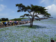 国営ひたち海浜公園