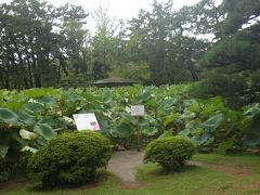 白山公園蓮池