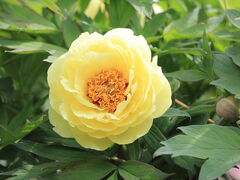 東武東上線東松山駅西口から歩いて3分程で箭弓稲荷神社ぼたん園へ
