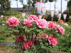 箭弓稲荷神社ぼたん園には約1,300本の牡丹が植えられています。