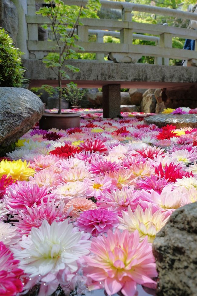 天竺牡丹が美しく彩る明日香 花の寺 岡寺 へ 飛鳥 奈良県 の旅行記 ブログ By Akikoさん フォートラベル 天竺牡丹が美しく彩る明日香 花の寺 岡寺 へ 飛鳥 奈良県 の旅行記 ブログ By Akikoさん フォートラベル