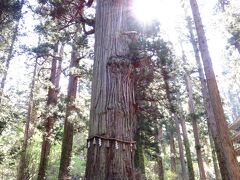 天然記念物の爺杉は、樹齢1000年だそう。とっても立派でした。