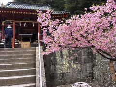 唐門の向かって右には日枝神社(重要文化財)がある

河津桜がちょうど見頃だ