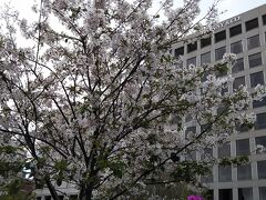 ユニオンスクエアに戻ると桜が咲いていました。これから行くワシントンDCはどうでしょうか？