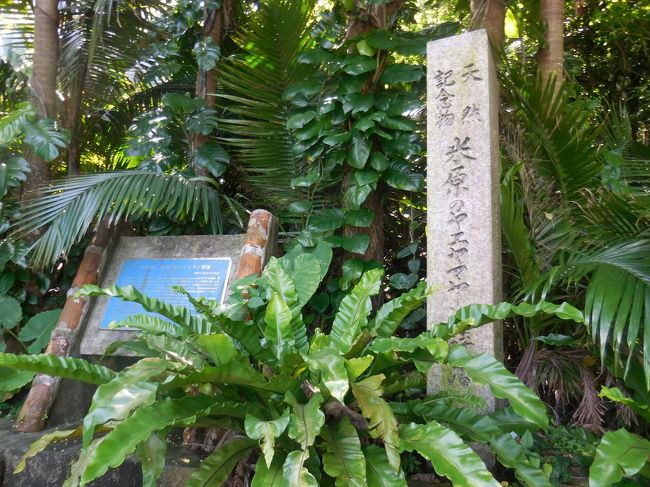 ヤエヤマヤシ群落（午前11時到着）群落前の駐車場には近くの米原海岸で遊ぶ集団のトイレ休憩場所にもなっているのか、群落を見学後は早々に退散。