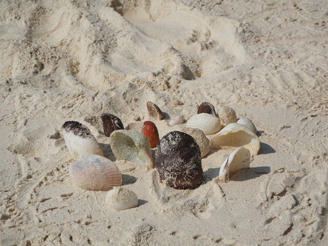 色々な貝