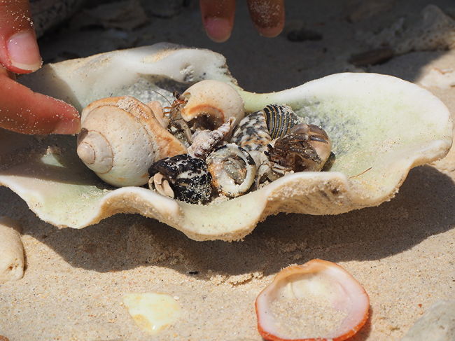 ヤドカリがたくさん