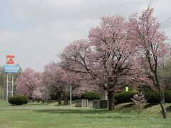 ここ十勝でも桜が咲いていたので、ちょっと追伸。

帯広地方卸売市場の桜。（5月3日）