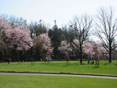 芽室公園の桜。（5月3日）