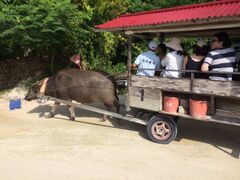 ビーチ見学後は、水牛車を運営する新田観光の乗り場でバス観光組とお別れします。