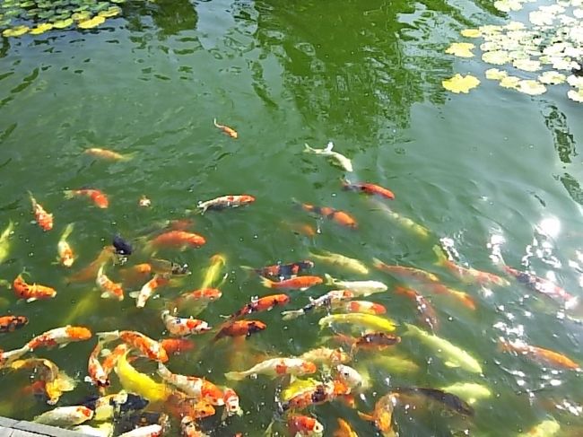 鯉の池を通って遠回りで部屋に戻りました。