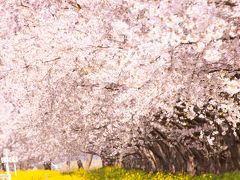 秋田　桜と菜の花ロード