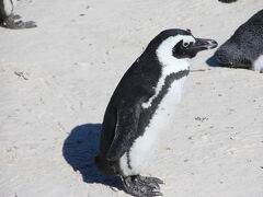 アフリカンペンギン
別名ケープペンギン
