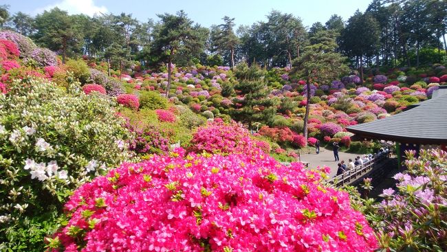 ＧＷの始めにＨＰで確認したときは、まだかなー、という感じでしたが、後半に入って、いい感じに咲いてきました。