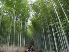 野宮から続く竹林は昔から有名ですが、ここも人だらけで歩行困難。
80歳の母はよく付き合ってくれたと思います。