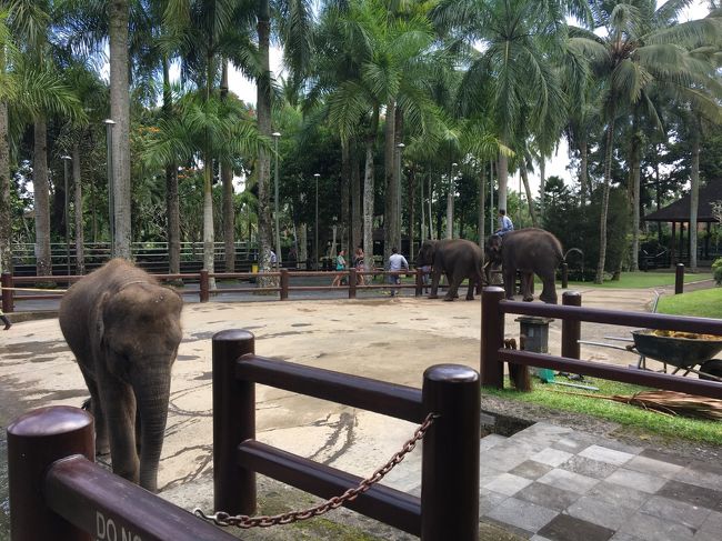 沢山の象がいました