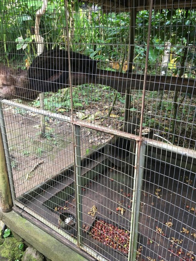 これがジャコウネコです。