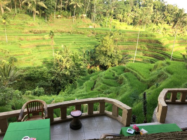 田んぼとヤシの木。まさにバリ島の景色です