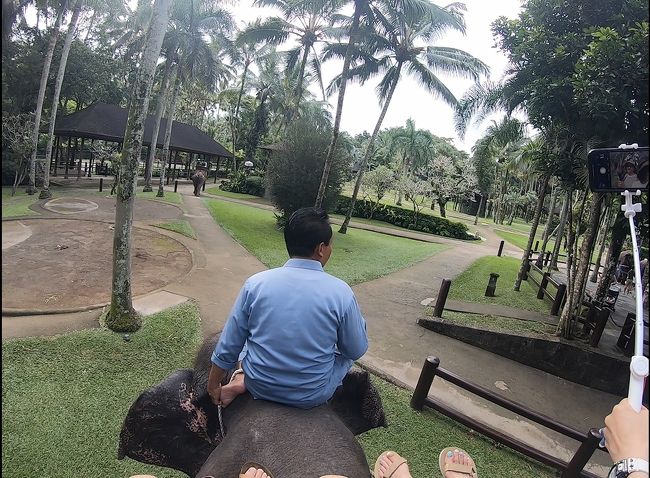 象の背中のかごに乗って出発です