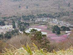 芝桜から賑やかな音が
聞こえてくる(^ω^)