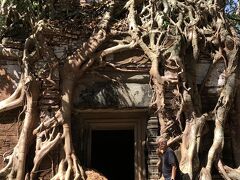 ここの遺跡もガジュマルに絡めとられている。