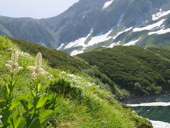 室堂 

残雪とコバイケイソウ