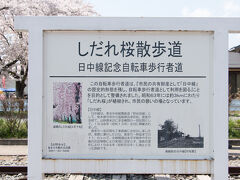 喜多方営業所でバスを降りてから徒歩5分程度で、しだれ桜道に到着。
3kmにわたり、「しだれ桜」が植樹されています。
日中線記念自転車歩行者道。
案内はところどころにありますし、交通整理をする人が立たれています。