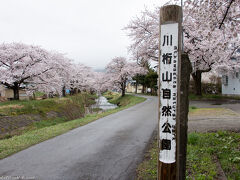 2019.4.27
猪苗代町、観音寺川の桜です。
郡山駅から磐越西線で川桁下車。
普通しか止まらないので要注意です。
川桁の駅を出て左に3分ほど歩くと観音寺川に出ます。
そこから川沿いにず～っと桜並木が続いています。