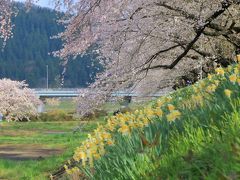 7：30　桧木内川堤の桜並木

日本さくら名所100選。
左岸の堤防2kmにわたる桜並木は染井吉野が400本余り、国の名勝。
ちょうど満開。