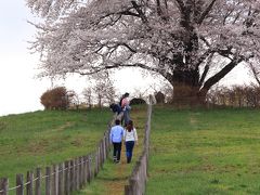 13：40　為内（いない）の一本桜

神社の跡地に咲く染井吉野の1本桜が満開。