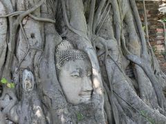 入口から右方向に向かって歩くと、菩提樹に覆われた仏頭があります。神秘的な姿です
