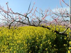 　桃の花と菜の花が咲き乱れるビューポイントに来ました。青空の中に映え、大変美しい光景です。