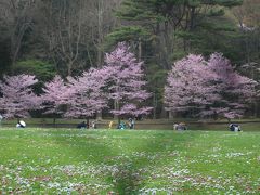 お腹も満たされタクシーで円山公園へ。
サクラが満開♪
雨が降り始めてきてしまいました・・・。
写真は撮りませんでしたが、秘技手にある公園では花見客の宴会でにぎわっていました。
結構な雨となってきましたが、皆さんアルコールが入っちゃったせいか、気にせず盛り上がっていました。

天気が良かったら、公園内の桜の写真ももっと撮りたかったんだけどなぁ。。。