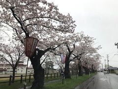 そして黒石周辺を回ります。
向かう途中、びっくりするほど桜が綺麗な場所がありました。
芦野公園
調べると「日本桜の名所１００選」に選ばれるほどの
青森では有名な場所だったんですね。
車を降りて見たかったけど、雨が降っていたので
車から見るだけにしました。
本当はこの日に弘前公園の桜を見に行くはずだった
のですが、悪天候により明日に延期です。

黒石周辺を車でぐるぐる回ります。
義母も昔を思い出したようで少し興奮気味でしたが
とても嬉しそうで良かった。