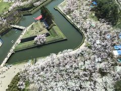 桜が満開